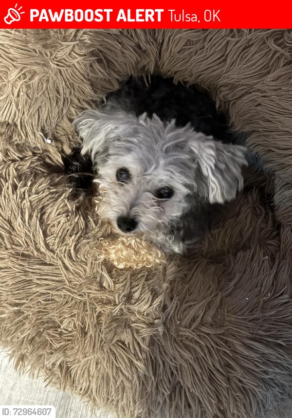 Lost Female Dog last seen 81st & harvard, Tulsa, OK 74136