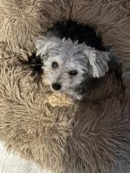 Lost Female Dog last seen 81st & harvard, Tulsa, OK 74136