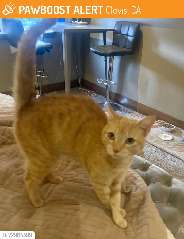 Found/Stray Male Cat last seen Found at Sierra Vista Movie parking lot, Clovis, CA 93612