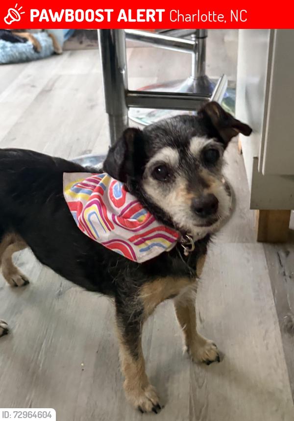 Lost Female Dog last seen Behind Target , Charlotte, NC 28227