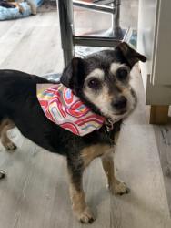 Lost Female Dog last seen Behind Target , Charlotte, NC 28227