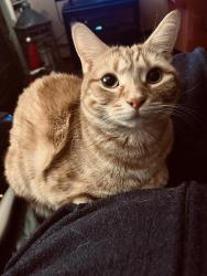 Reunited Female Cat last seen York Towne Terrace, Holden, MA 01520, USA, Holden, MA 01520