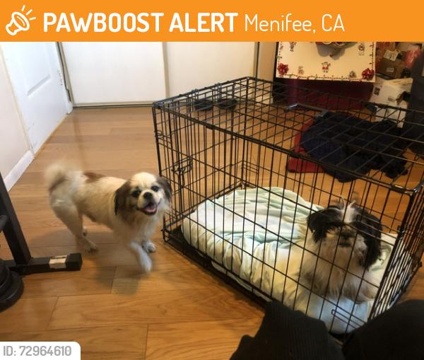 Found/Stray Unknown Dog last seen Chambers, Menifee, CA 92585