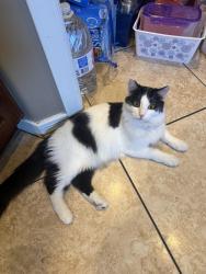 Lost Male Cat last seen Rancho Sahuarita , Sahuarita, AZ 85629