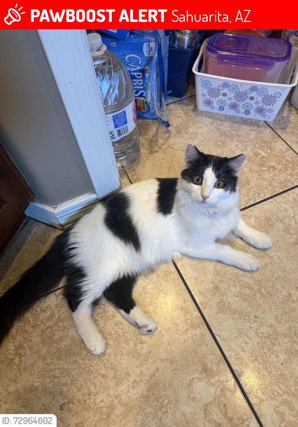 Lost Male Cat last seen Rancho Sahuarita , Sahuarita, AZ 85629