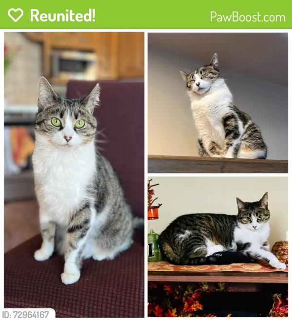Reunited Female Cat last seen Jonquil Pl and Jonquil Cr Rockford, IL, Rockford, IL 61107