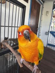 Lost Male Bird last seen N East st.and La Palma Ave, Anaheim, CA 92805