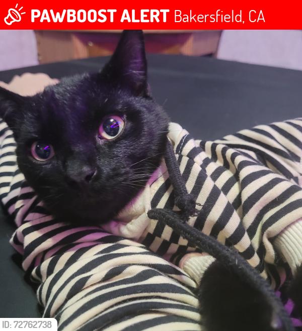 Lost Male Cat last seen Hughes Ln and white ln , Bakersfield, CA 93304