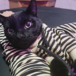 Lost Male Cat last seen Hughes Ln and white ln , Bakersfield, CA 93304