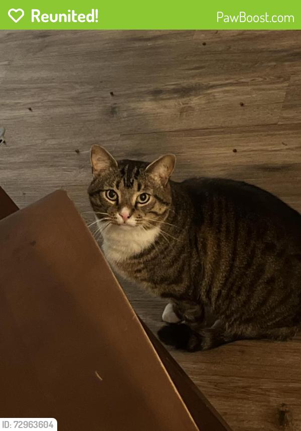 Reunited Male Cat last seen Healthpark cir fort Myers fl , Fort Myers, FL 33908