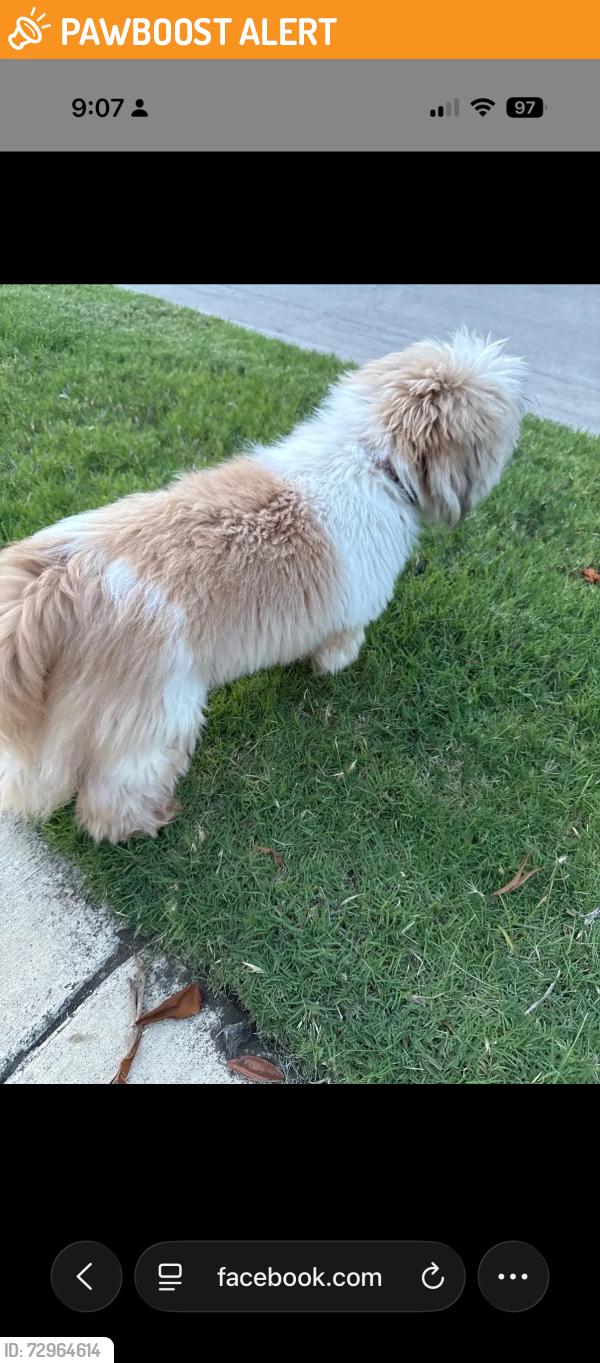 Found/Stray Unknown Dog last seen  Lewis dr and Crawford Dr, North Richland Hills, TX 76180