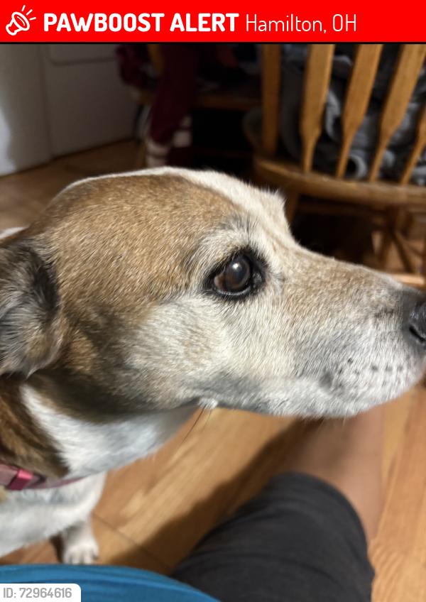 Lost Female Dog last seen Across the street of shuler avenue , Hamilton, OH 45011