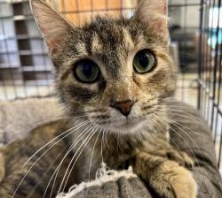 Shelter Stray Female Cat last seen , Portland, IN 47371