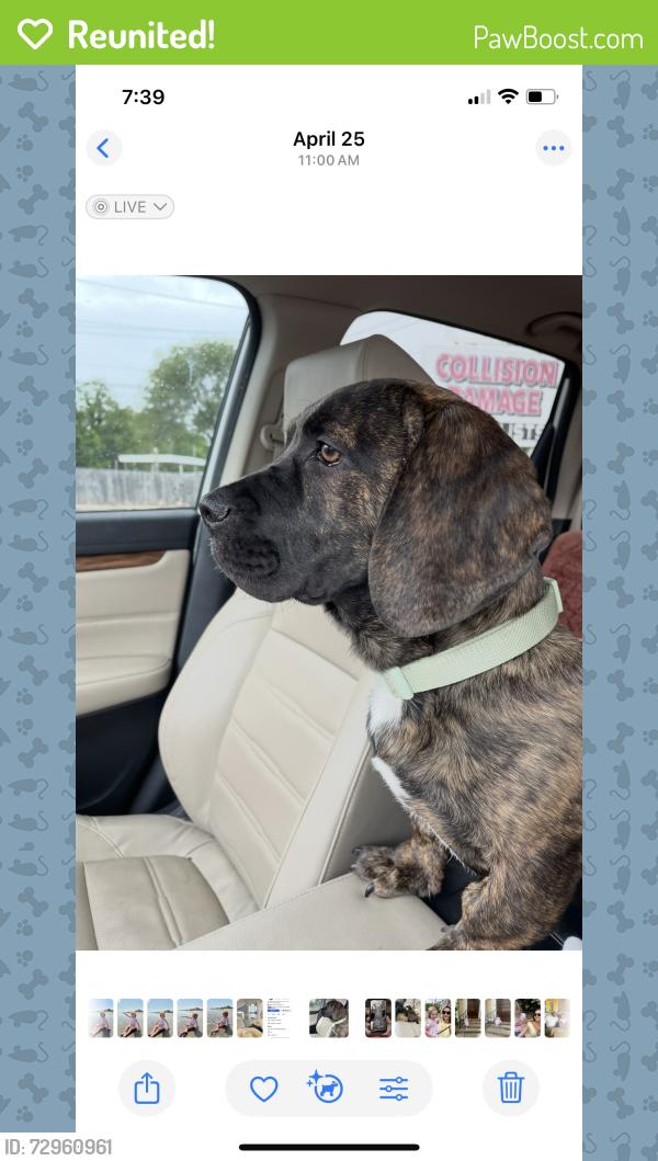 Reunited Male Dog last seen E Center St & Broad St., Kingsport, TN, Kingsport, TN 37660