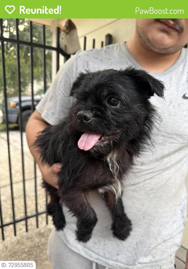 Reunited Female Dog last seen Highsprings Drive, Oak Creek Village, TX 77068