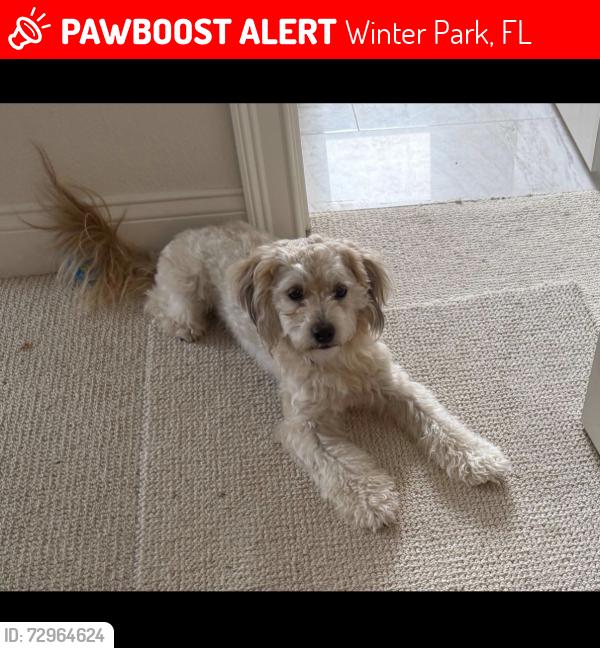 Lost Male Dog last seen MISSING DOG Milo from Forfarshire Drive. Please contact Krista at (407) 595-6176, Winter Park, FL 32789