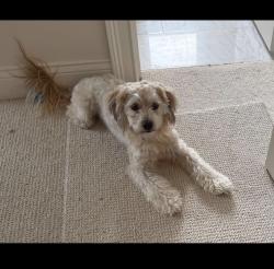 Lost Male Dog last seen MISSING DOG Milo from Forfarshire Drive. Please contact Krista at (407) 595-6176, Winter Park, FL 32789