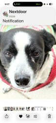 Lost Female Dog last seen Reidville road , Greer, SC 29651