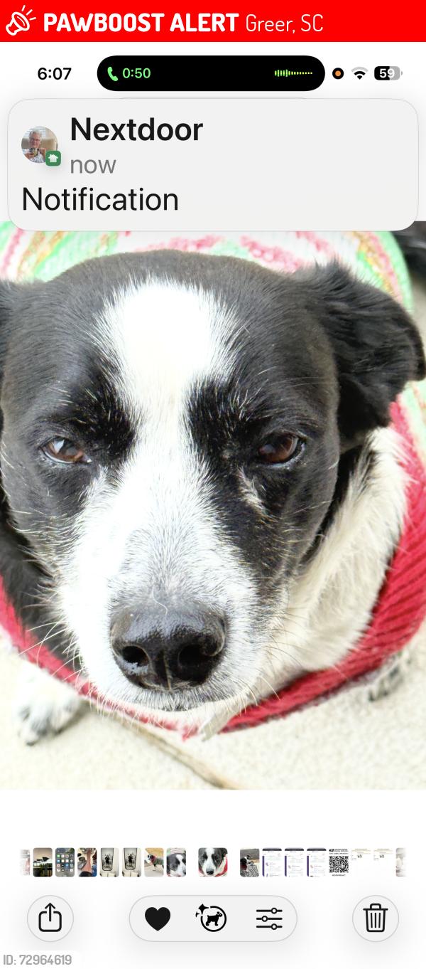 Lost Female Dog last seen Reidville road , Greer, SC 29651