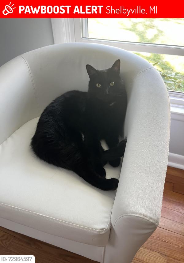 Lost Male Cat last seen Not far from 10th st and 120th Ave, Shelbyville, MI 49344