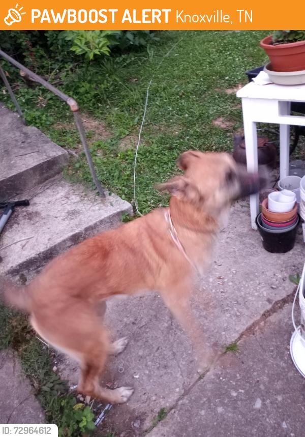 Found/Stray Female Dog last seen Wilder Place and Amanda Court, Knoxville, TN 37915