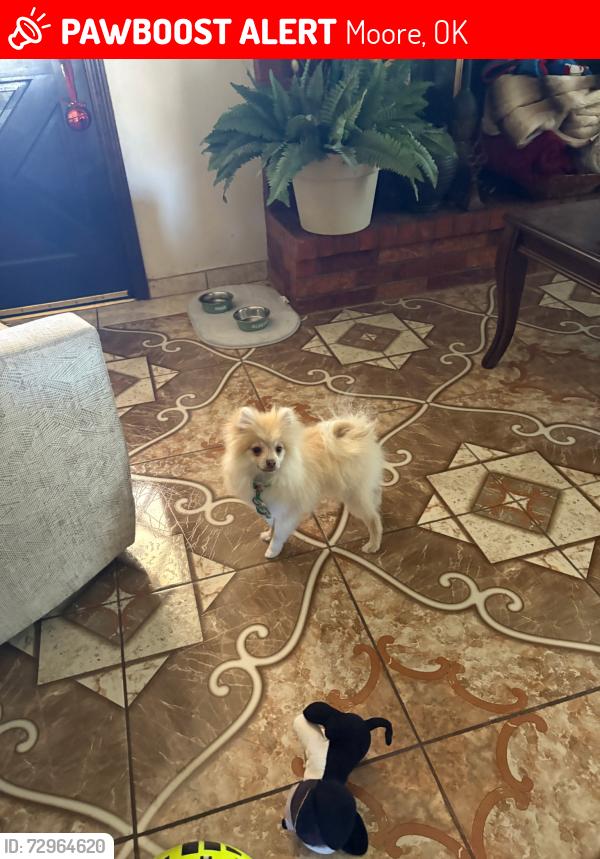 Lost Male Dog last seen Santa Fe and 104th & South shields, Moore, OK 73160