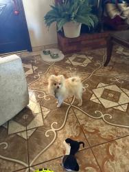 Lost Male Dog last seen Santa Fe and 104th & South shields, Moore, OK 73160
