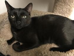 Lost Female Cat last seen Addison Lane Apts, Gainesville, FL 32607
