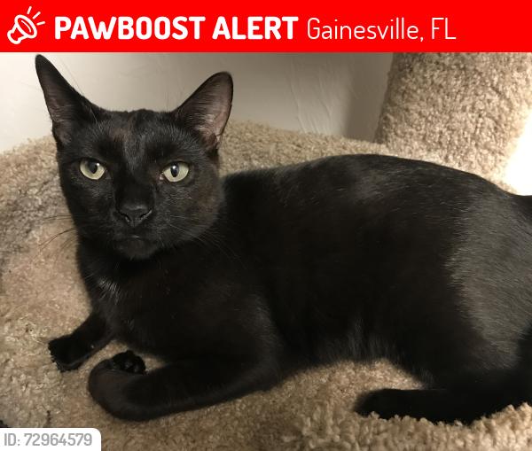 Lost Female Cat last seen Addison Lane Apts, Gainesville, FL 32607