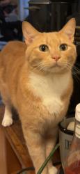 Reunited Male Cat last seen Near 25th St, Oakland, CA 94612, USA, Oakland, CA 94612