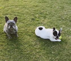 Reunited Female Dog last seen Stanford and Griffith , Clovis, CA 93611