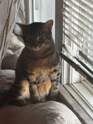 Lost Male Cat last seen Capitol Heights Blvd and Marlboro Pike, Capitol Heights, MD 20743