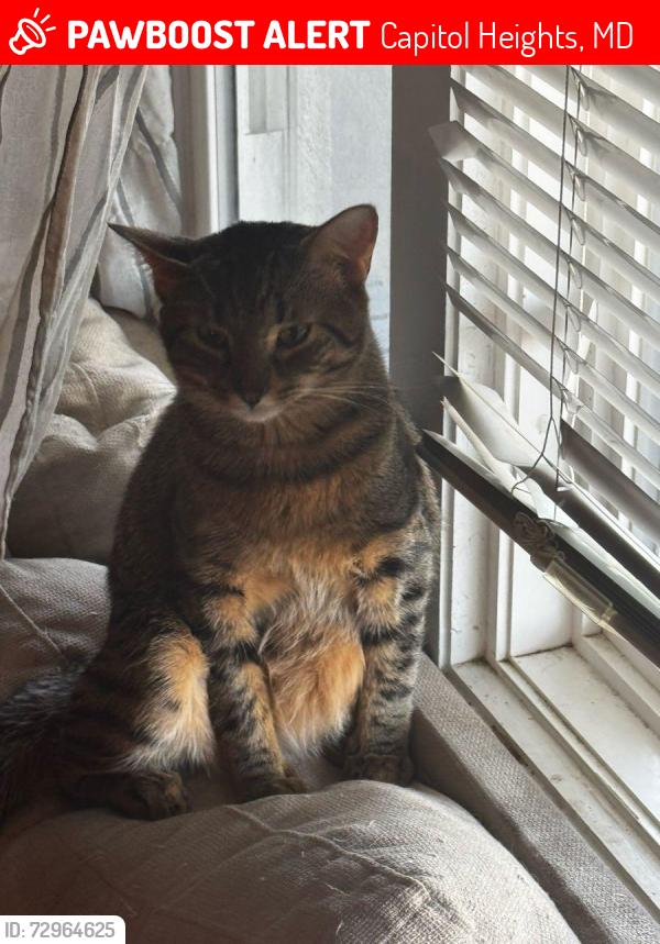 Lost Male Cat last seen Capitol Heights Blvd and Marlboro Pike, Capitol Heights, MD 20743