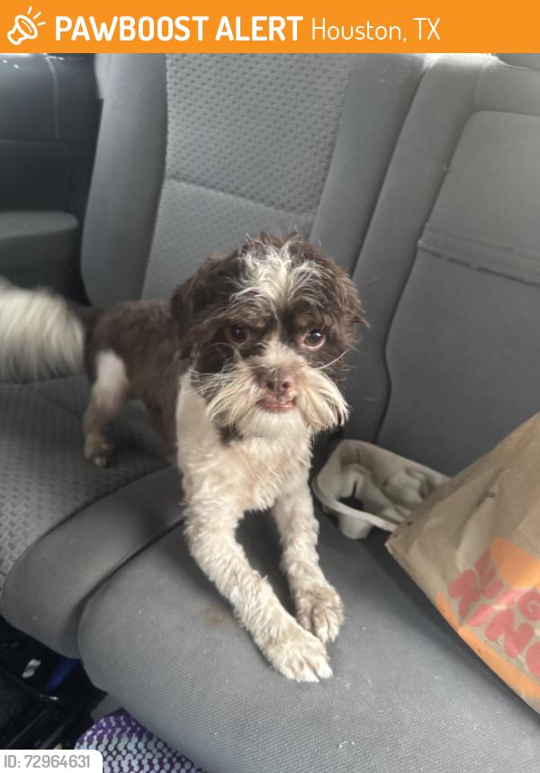 Found/Stray Unknown Dog last seen Cypress N Houston and Mile Dr, Houston, TX 77429