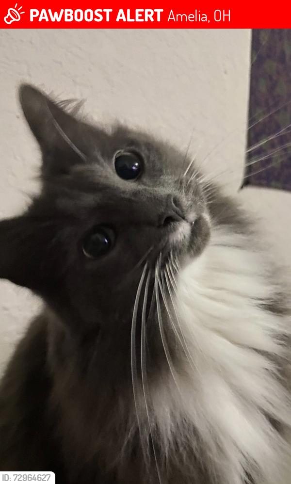 Lost Female Cat last seen Judd road, Amelia, OH 45102