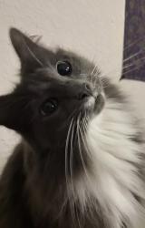 Lost Female Cat last seen Judd road, Amelia, OH 45102