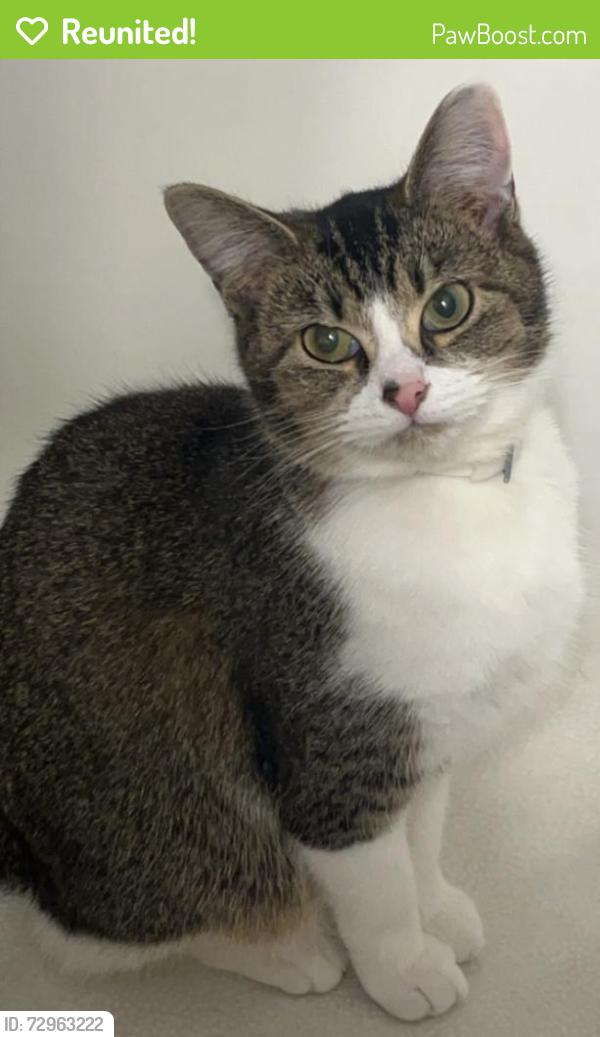 Reunited Female Cat last seen Railroad tracks, erid brewing, Russell, KY 41169