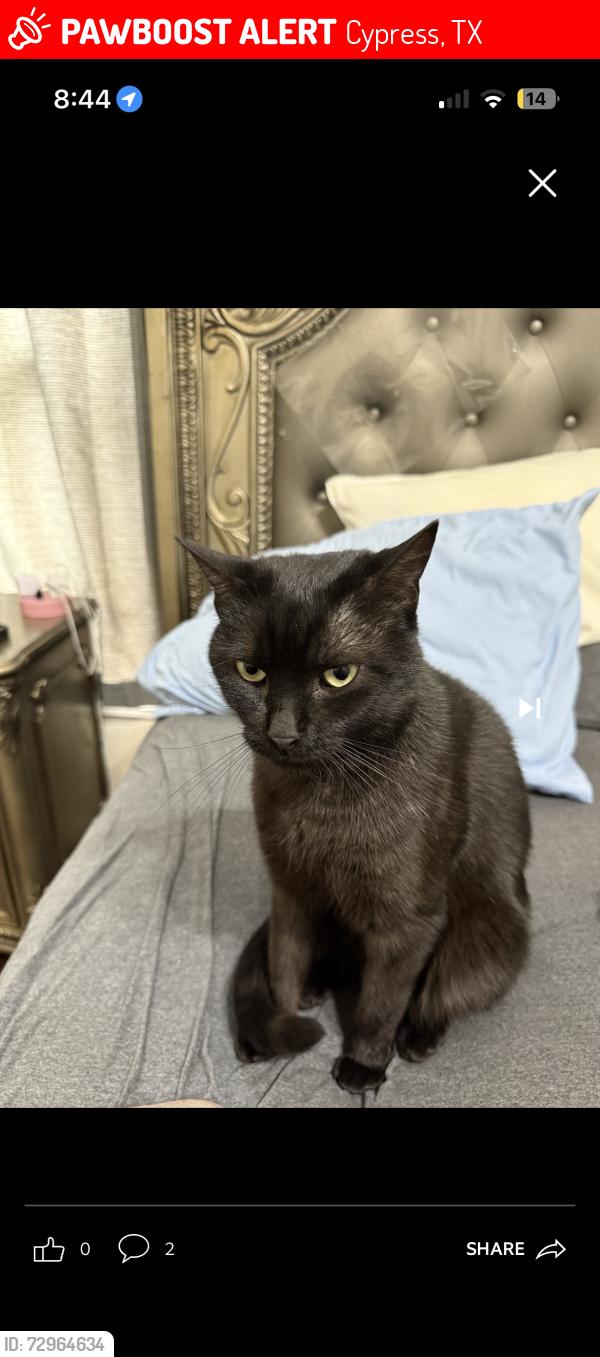 Lost Male Cat last seen Bridgeland neighborhood , Cypress, TX 77433