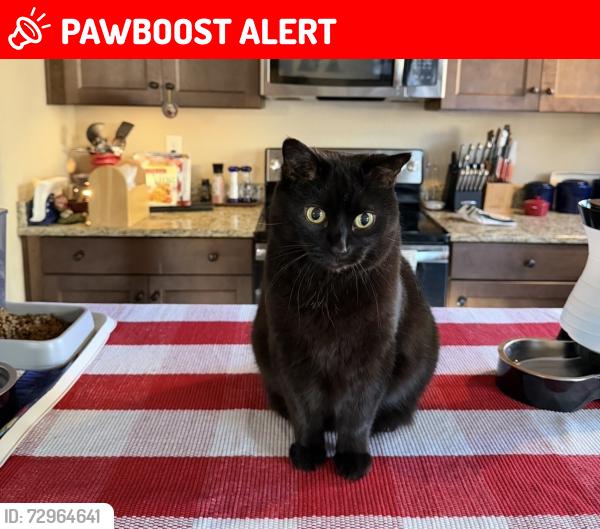 Lost Female Cat last seen Silver Moon Drive & New Meadow Drive, Colorado Springs, CO 80923