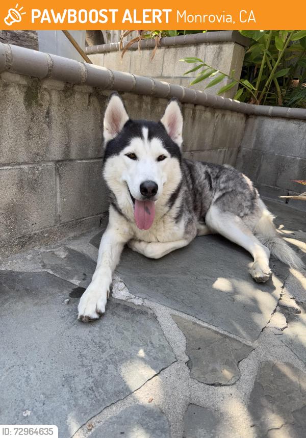 Found/Stray Male Dog last seen Norumbega Dr and Greystone Ave, Monrovia, CA 91016