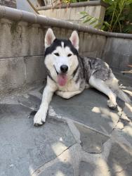 Found/Stray Male Dog last seen Norumbega Dr and Greystone Ave, Monrovia, CA 91016