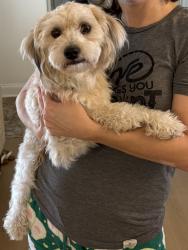 Lost Male Dog last seen Brookshire Elementary, Winter Park, FL 32792