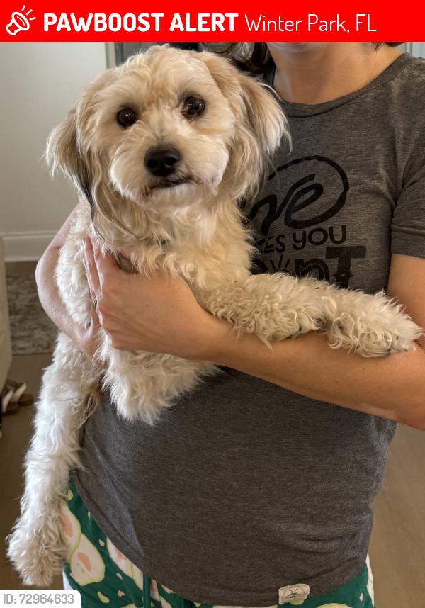 Lost Male Dog last seen Brookshire Elementary, Winter Park, FL 32792