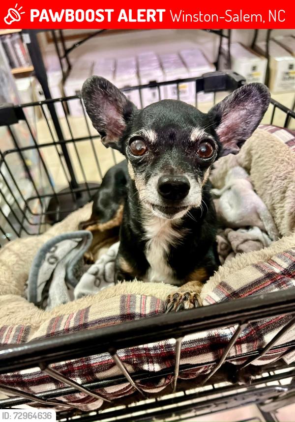 Lost Male Dog last seen Parking lot of Marketplace Mall, Winston-Salem, NC 27127