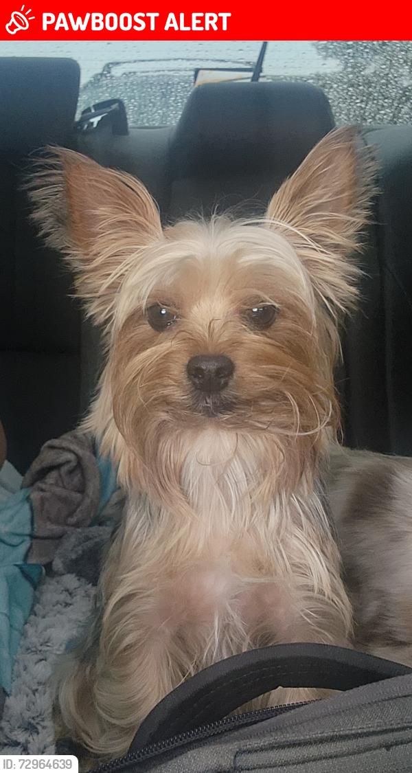 Lost Female Dog last seen Chemstrand road, North Northwest Pensacola, FL 32533