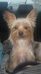 Lost Female Dog last seen Chemstrand road, North Northwest Pensacola, FL 32533
