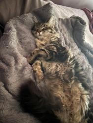 Lost Female Cat last seen Altamont rd, Greenville, SC 29609