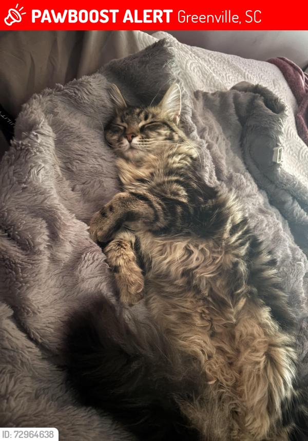 Lost Female Cat last seen Altamont rd, Greenville, SC 29609