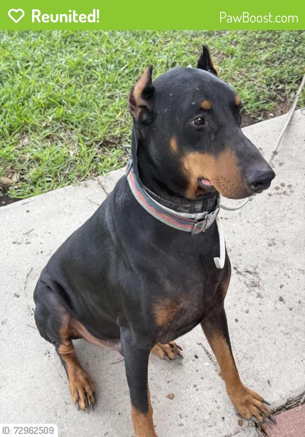 Reunited Male Dog last seen Moondance St, San Antonio, TX 78238