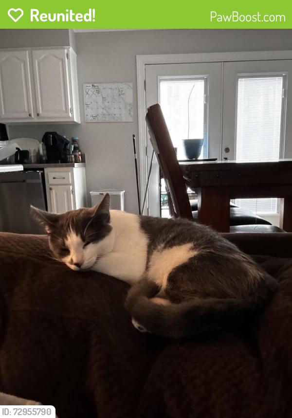 Reunited Female Cat last seen Labonte , Hope Mills, NC 28348